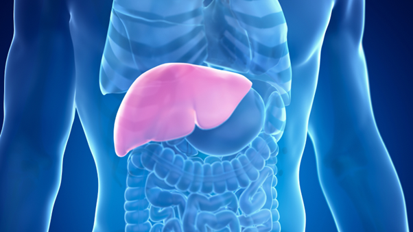 Illustration des menschlichen Körpers mit Hervorhebung der Leber, die darstellt, wie die Wilson-Krankheit dieses Organ betrifft und schwere Schäden verursachen kann.